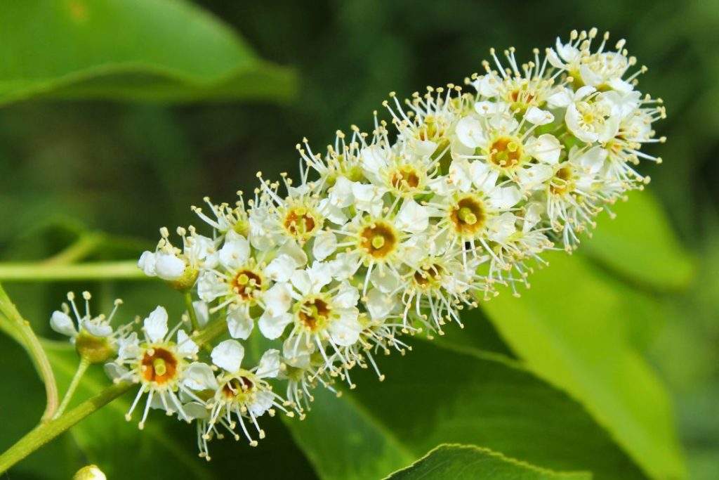 Les petites fleurs blanches du cerisier noir sont légèrement parfumées