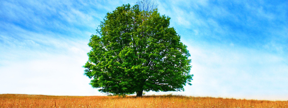 Diagnostic d'arbre au Québec - Inspection et analyse d'arbre