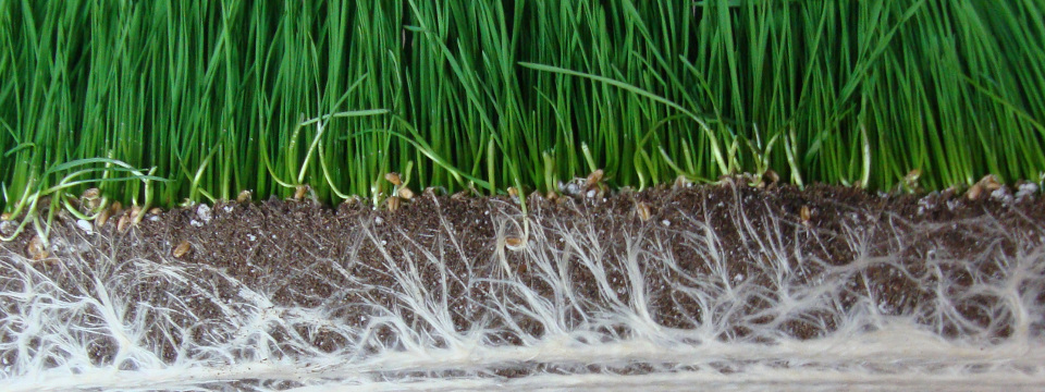 Mycorhize au Québec - Myke Pro Fertilisant - Mycorhization