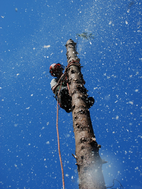 Abattage d'arbre au Québec - Couper un arbre - Démontage Abattage d'arbre au Québec - Couper un arbre - Démontage