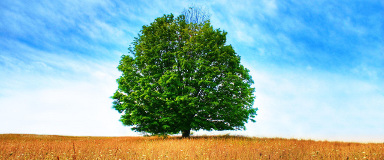 Diagnostic d'arbre au Québec - Inspection et analyse d'arbre