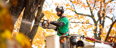 Élagage d'arbre au Québec - Élagueurs grimpeurs