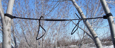 Haubanage au Québec - Étayage - Haubanage d'arbre dangereux Haubanage au Québec - Étayage - Haubanage d'arbre dangereux