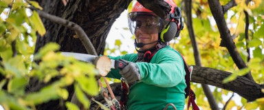 Services d'arbre au Québec - Entretien des arbres