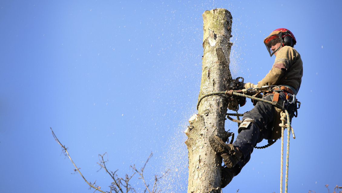 Abattage d'arbre