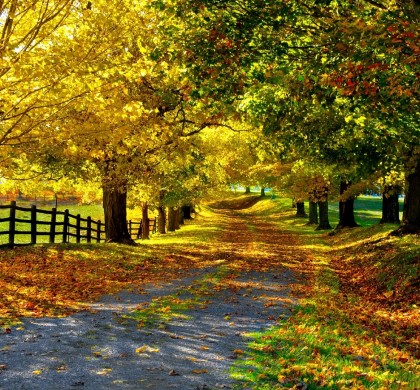 Arbres indigènes du Québec