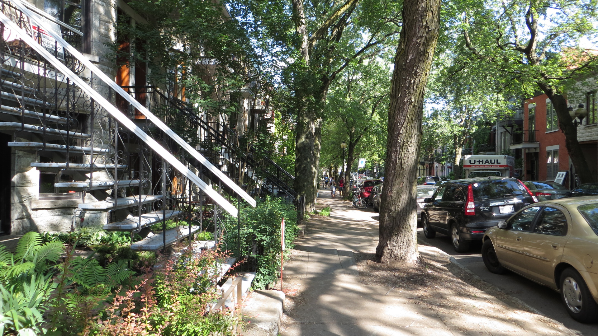 La quasi-totalité des arrondissements de Montréal touchés par l’agrile du frêne