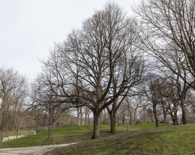 Les grandes villes du Québec font face à un dilemme arboricole