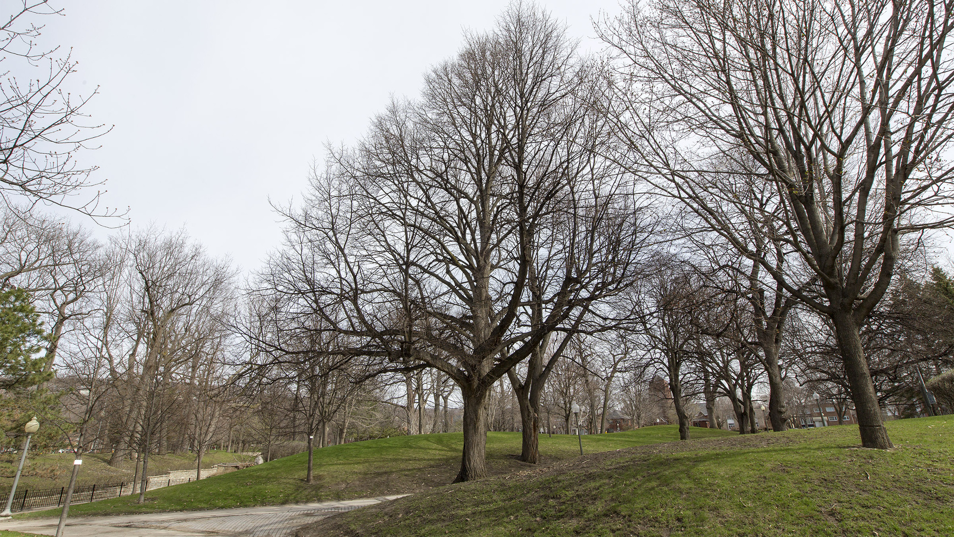 Les grandes villes du Québec font face à un dilemme arboricole