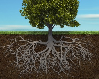 Les racines