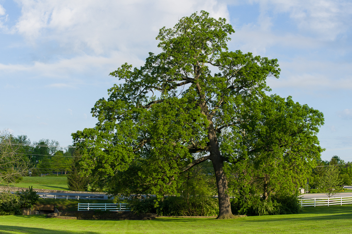 Le chêne à gros fruits, Quercus macrocarpa