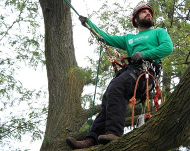 L’arboriculture et les règles de l’art