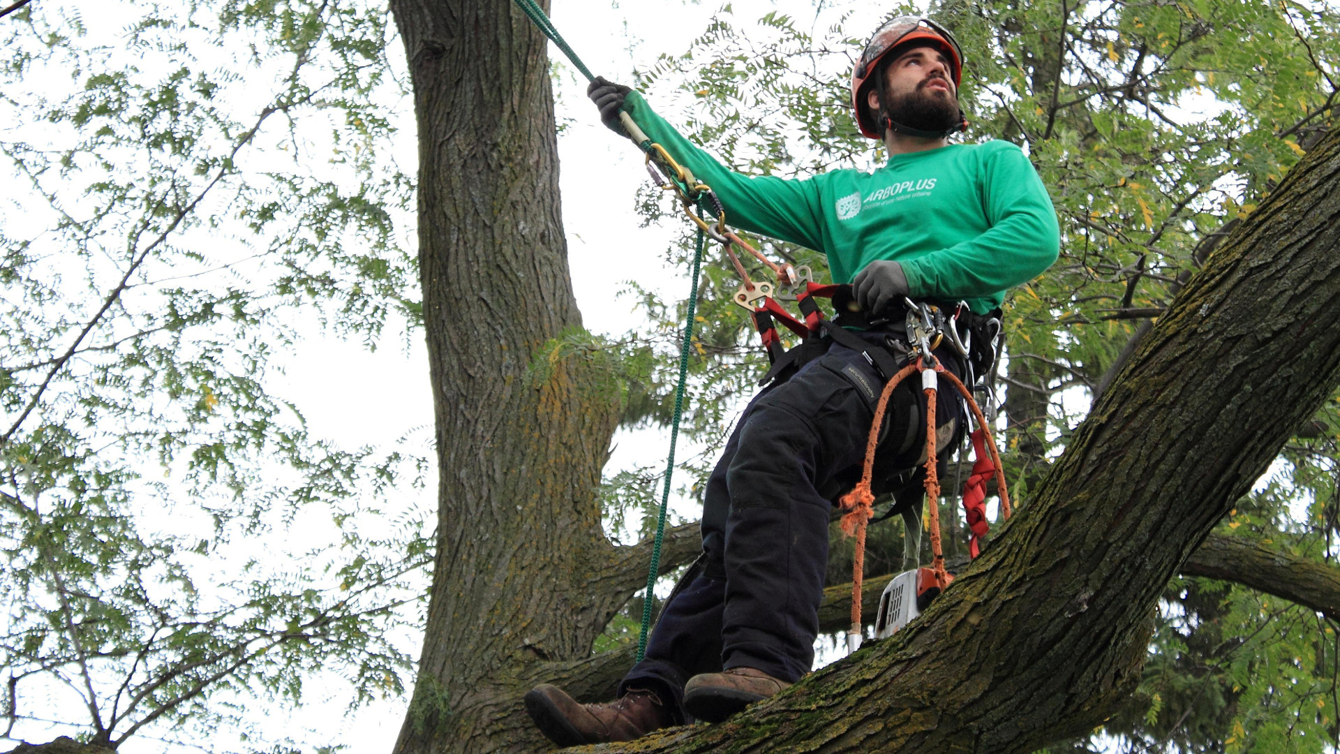 L’arboriculture et les règles de l’art