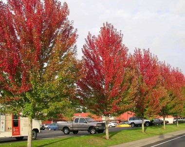 Érable argenté - Acer saccharinum