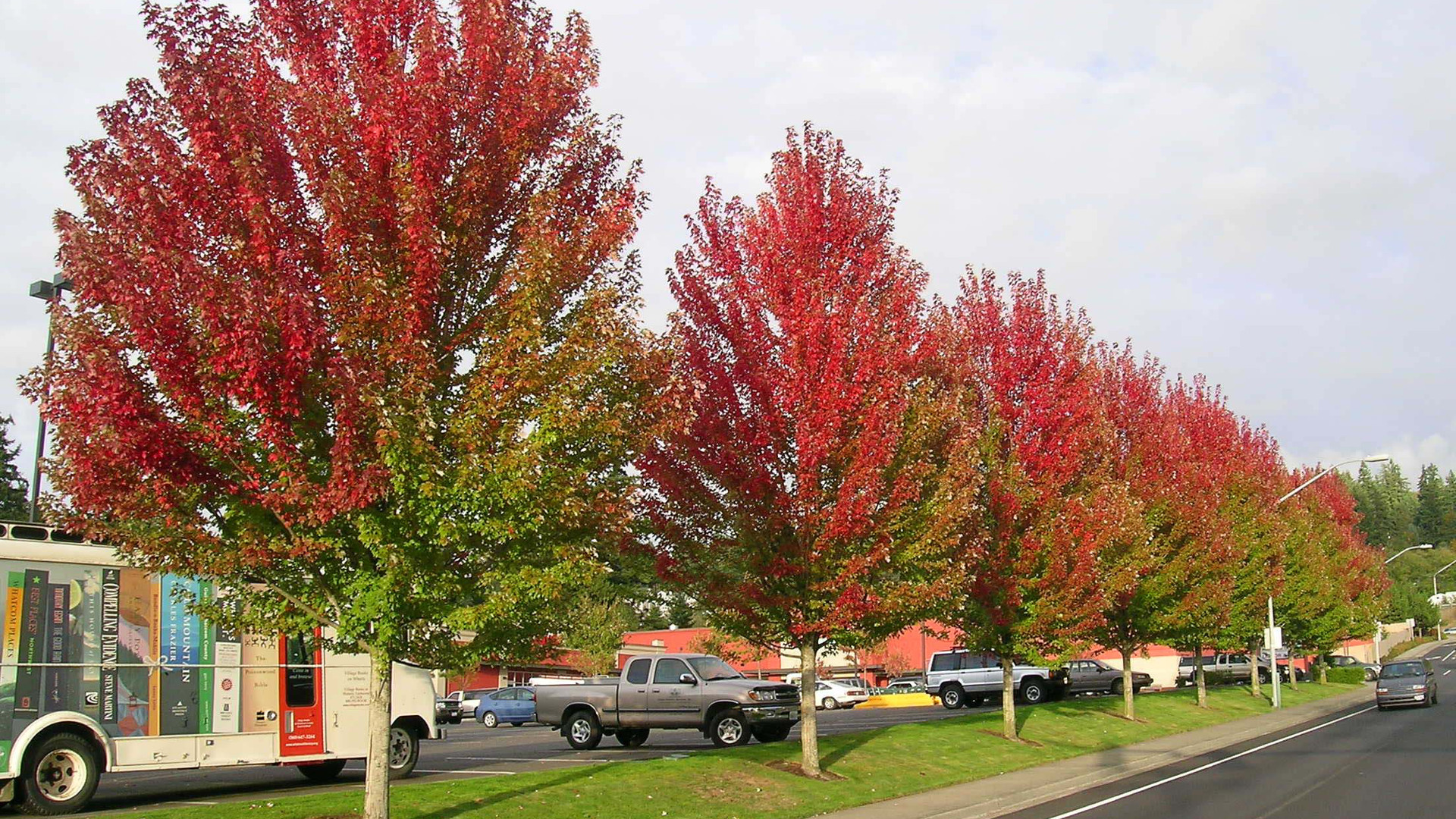 Érable argenté - Acer saccharinum