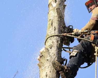 Cri d'alarme des arboriculteurs de la région de Gatineau et Ottawa