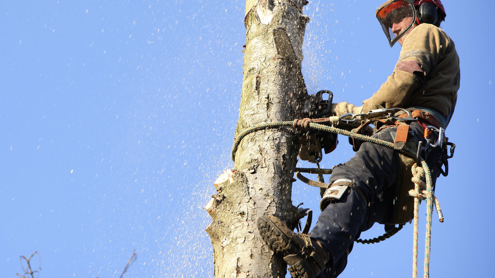 Cri d'alarme des arboriculteurs de la région de Gatineau et Ottawa