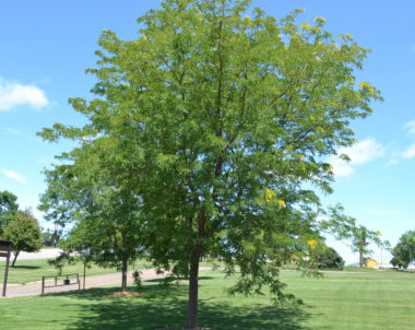 Févier d'Amérique - Gleditsia Triacanthos Inermis