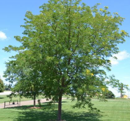 Févier d'Amérique - Gleditsia Triacanthos Inermis