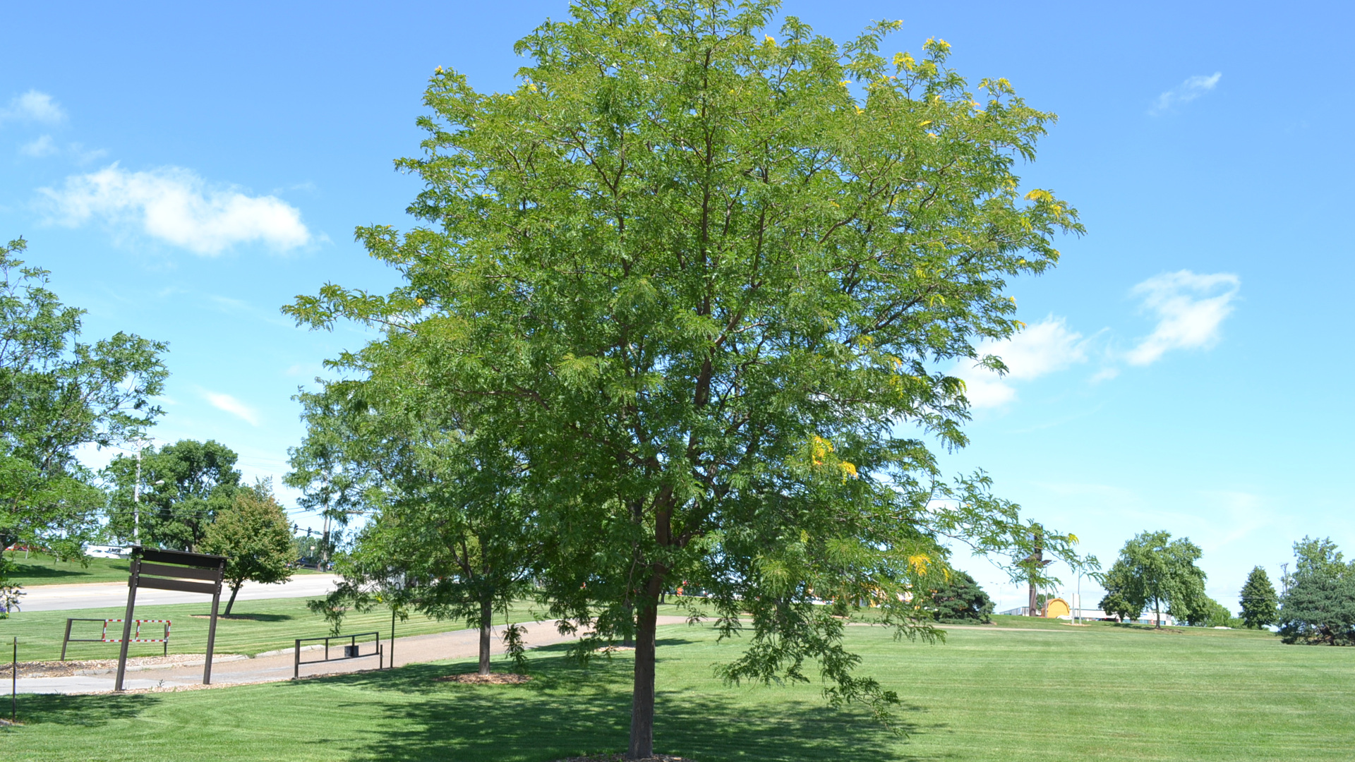 Févier d'Amérique - Gleditsia Triacanthos Inermis