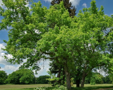 Le micocoulier occidental - Celtis occidentalis