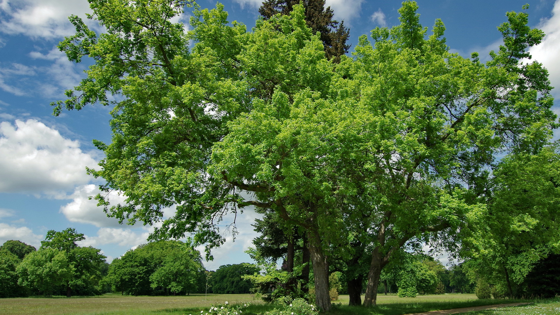 Le micocoulier occidental - Celtis occidentalis