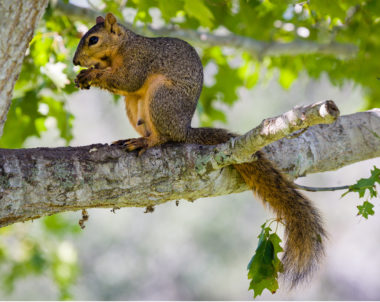 Mon arbre, notre faune - Développement durable