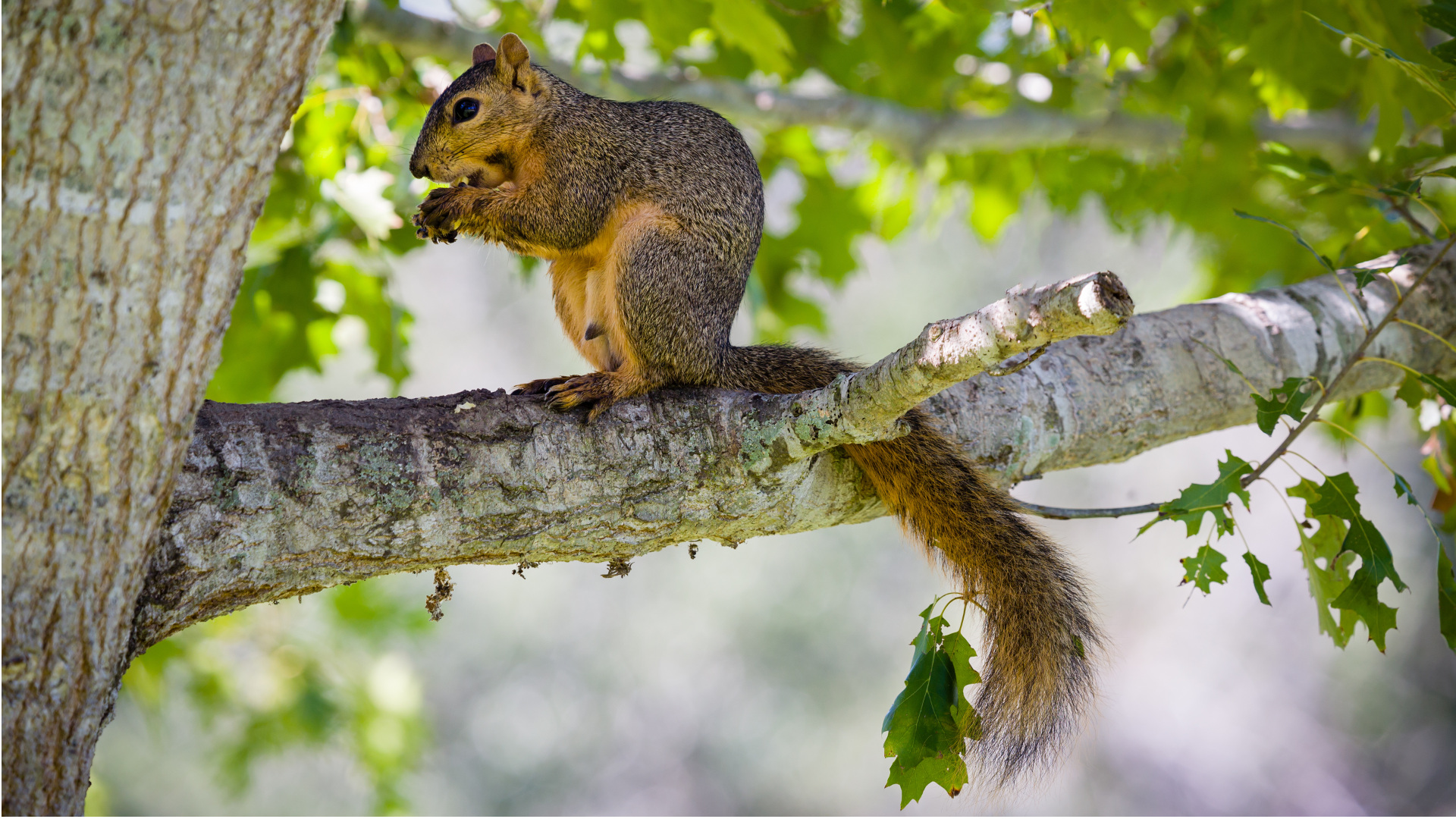 Mon arbre, notre faune - Développement durable