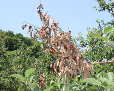 Brûlure bactérienne des pommiers