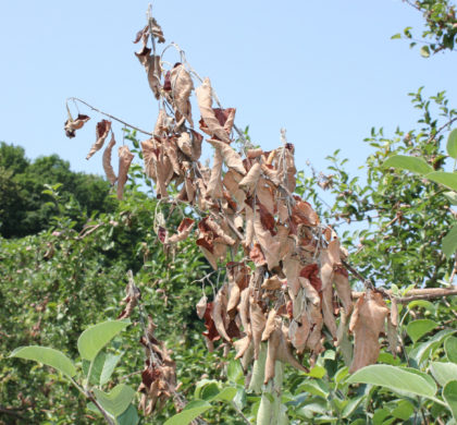 Brûlure bactérienne des pommiers