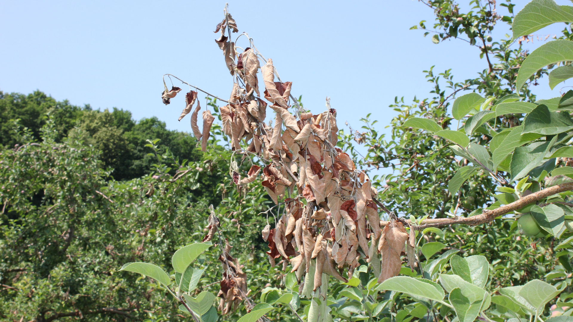 Brûlure bactérienne des pommiers