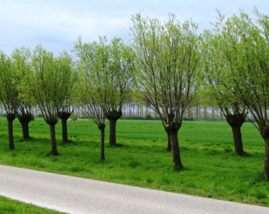 Détecter un problème dans mon arbre