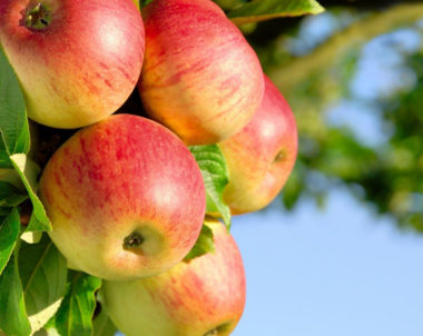 La taille des arbres fruitier