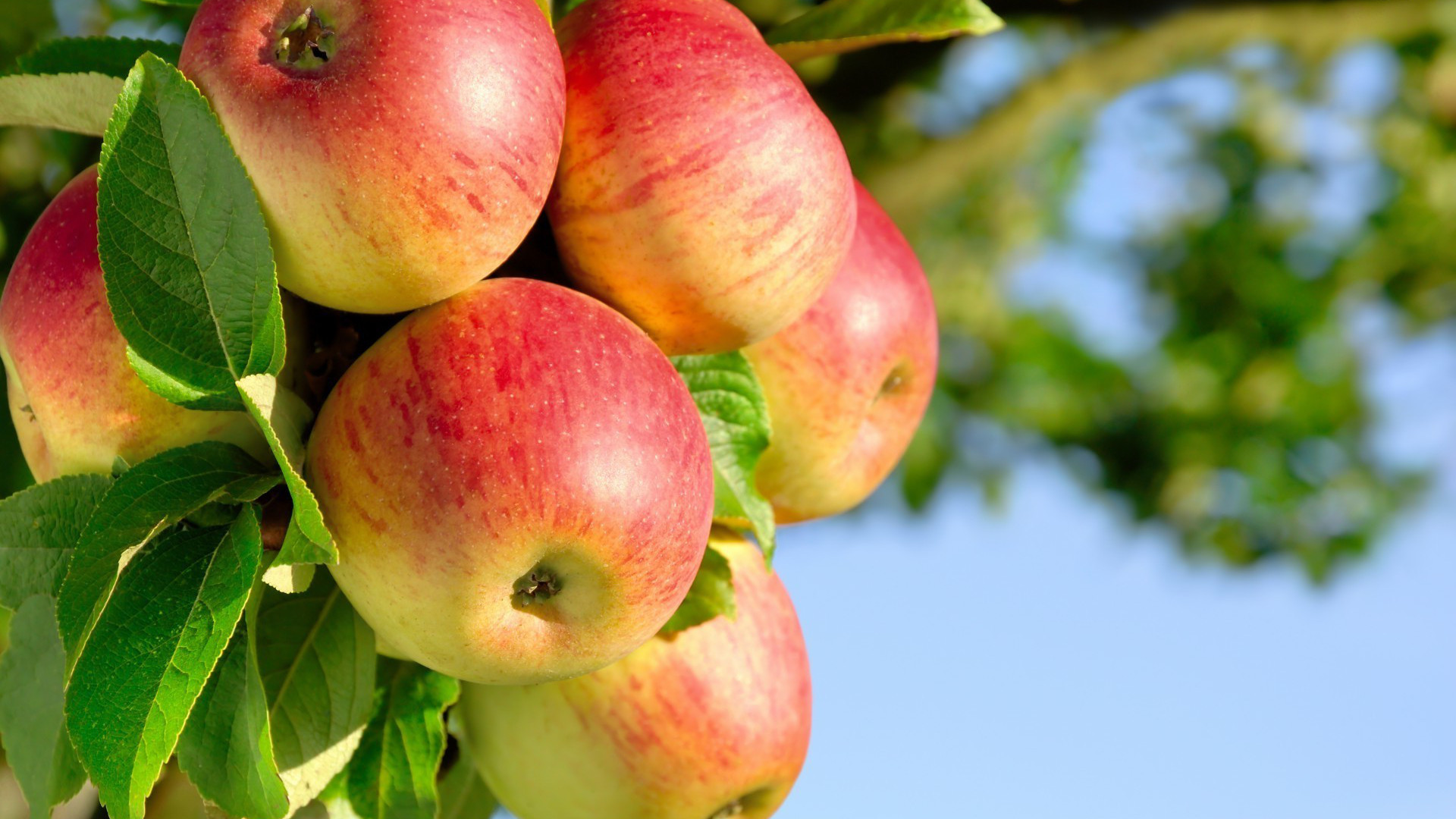 La taille des arbres fruitier