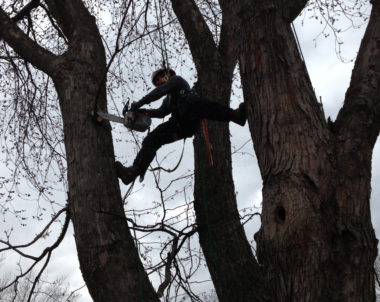 Quand élaguer un arbre