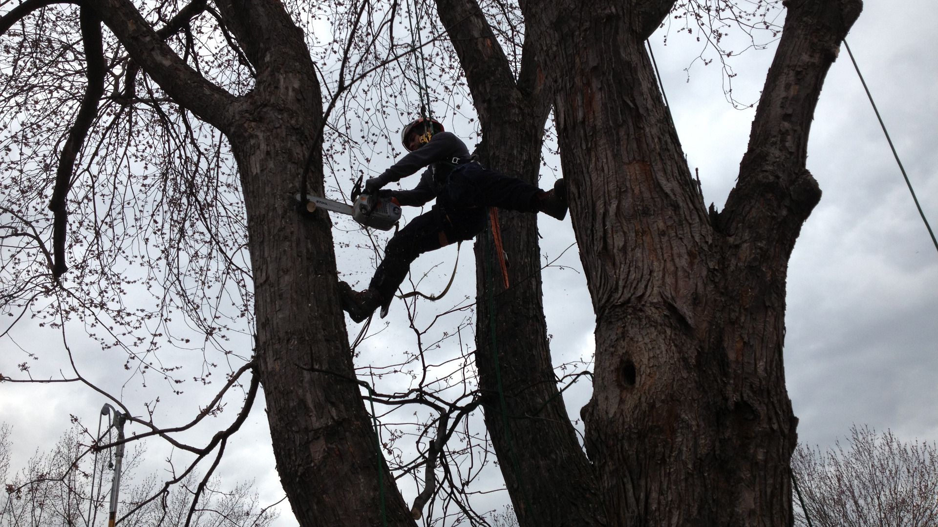 Quand élaguer un arbre