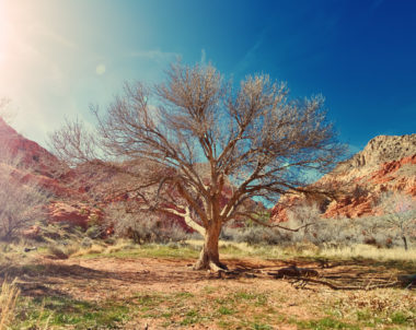 Quand l'homme aura coupé le dernier arbre