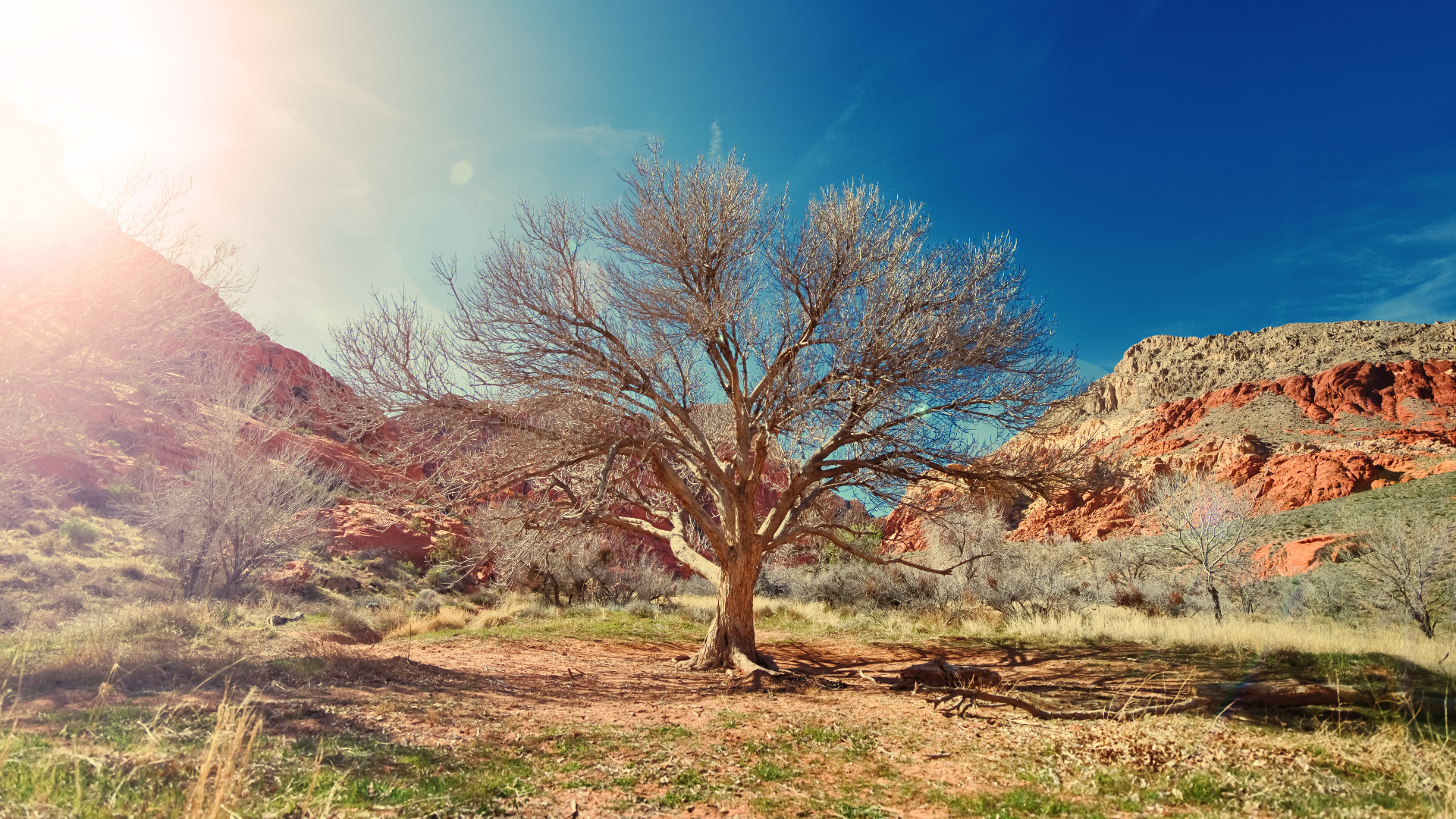 Quand l'homme aura coupé le dernier arbre