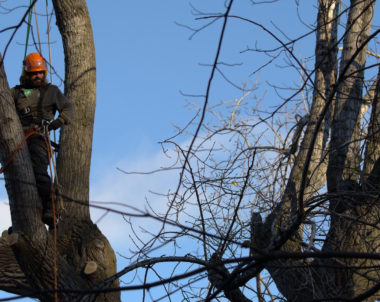 Magasiner un arboriculteur