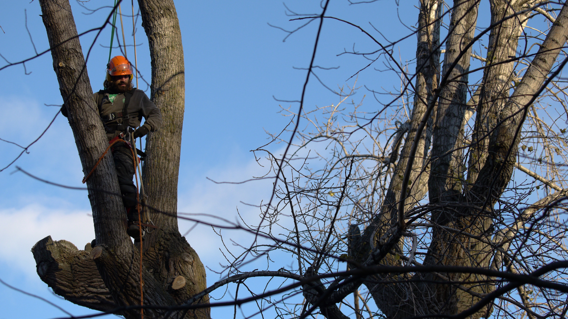 Magasiner un arboriculteur