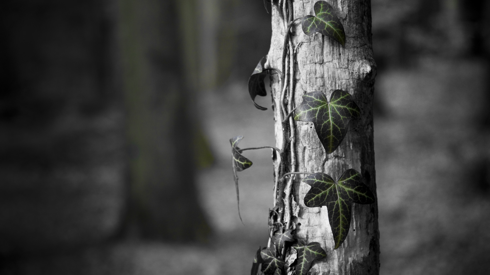 Le mal, qu'est-ce que c'est - Philosophie d'arboriculture