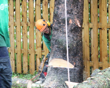 Comment couper un arbre - Comment abattre un arbre