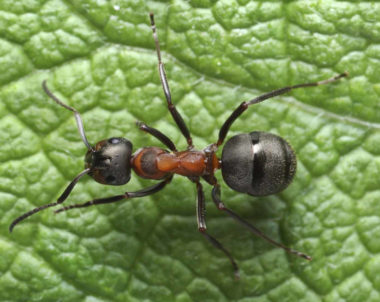 Lutte biologique contre les insectes