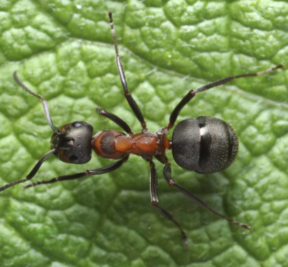 Lutte biologique contre les insectes