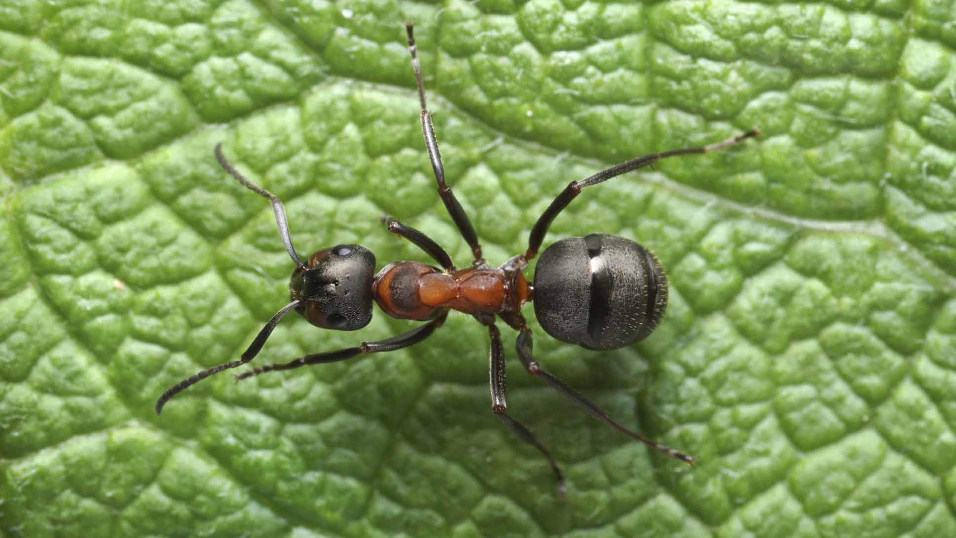 Lutte biologique contre les insectes