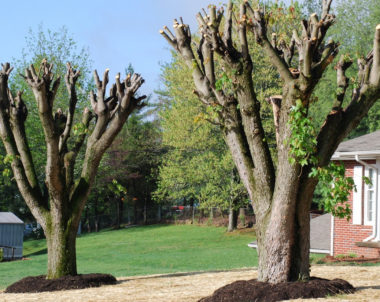 Mauvaises pratiques arboricoles - Étêtage