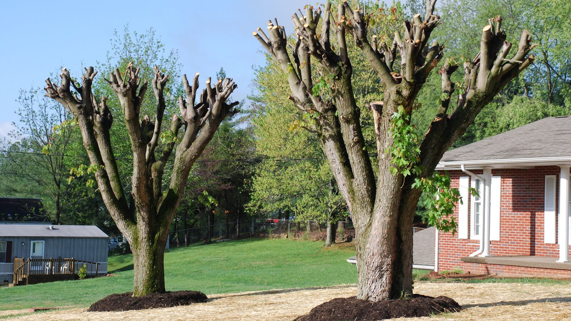 Mauvaises pratiques arboricoles - Étêtage