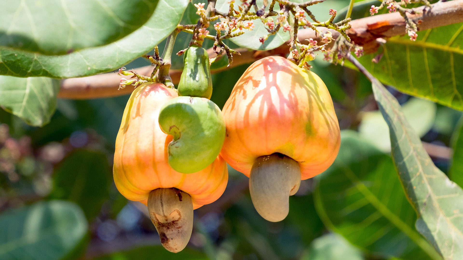 Arbres aux produits surprenants