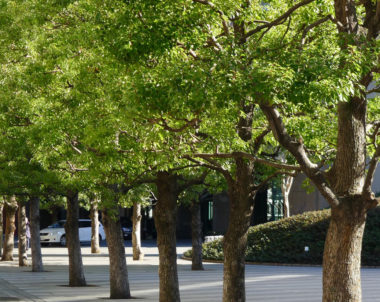 Avantages des arbres en milieu urbain