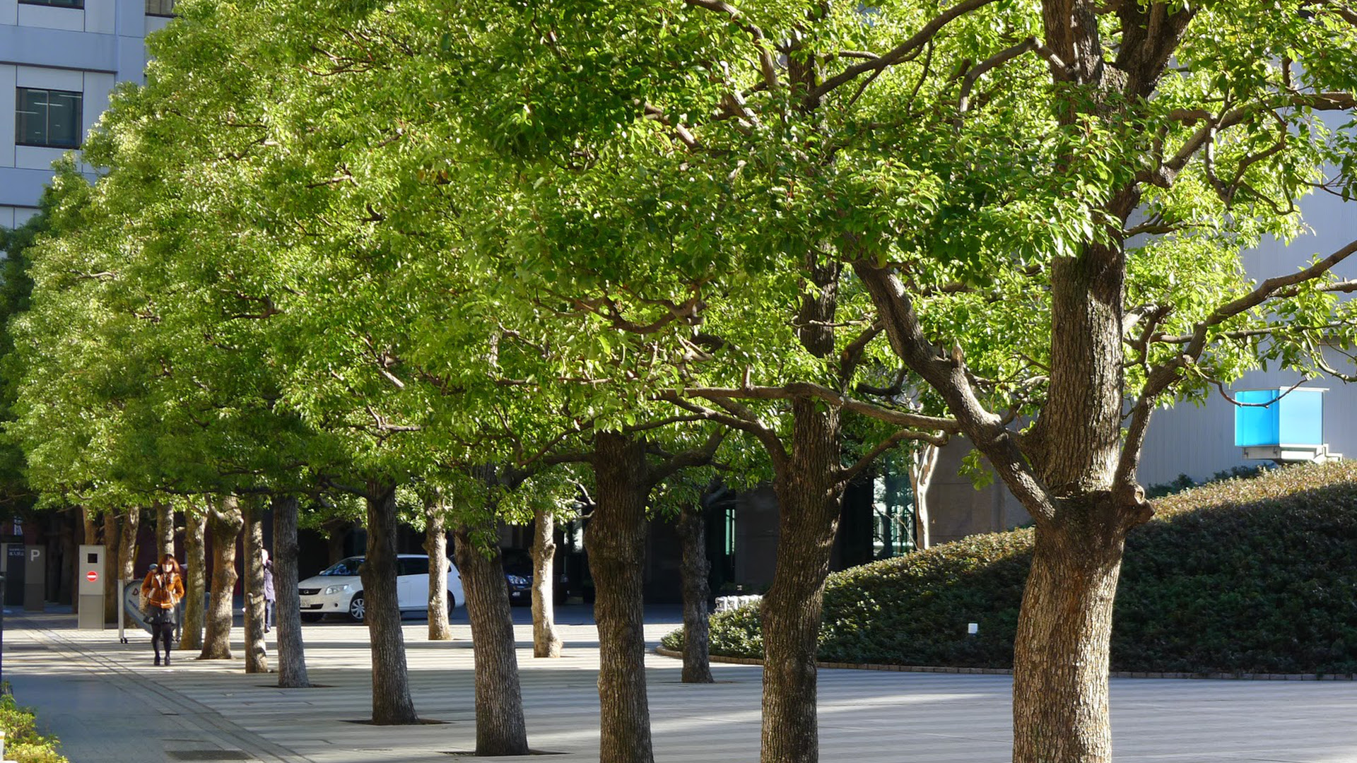 Avantages des arbres en milieu urbain